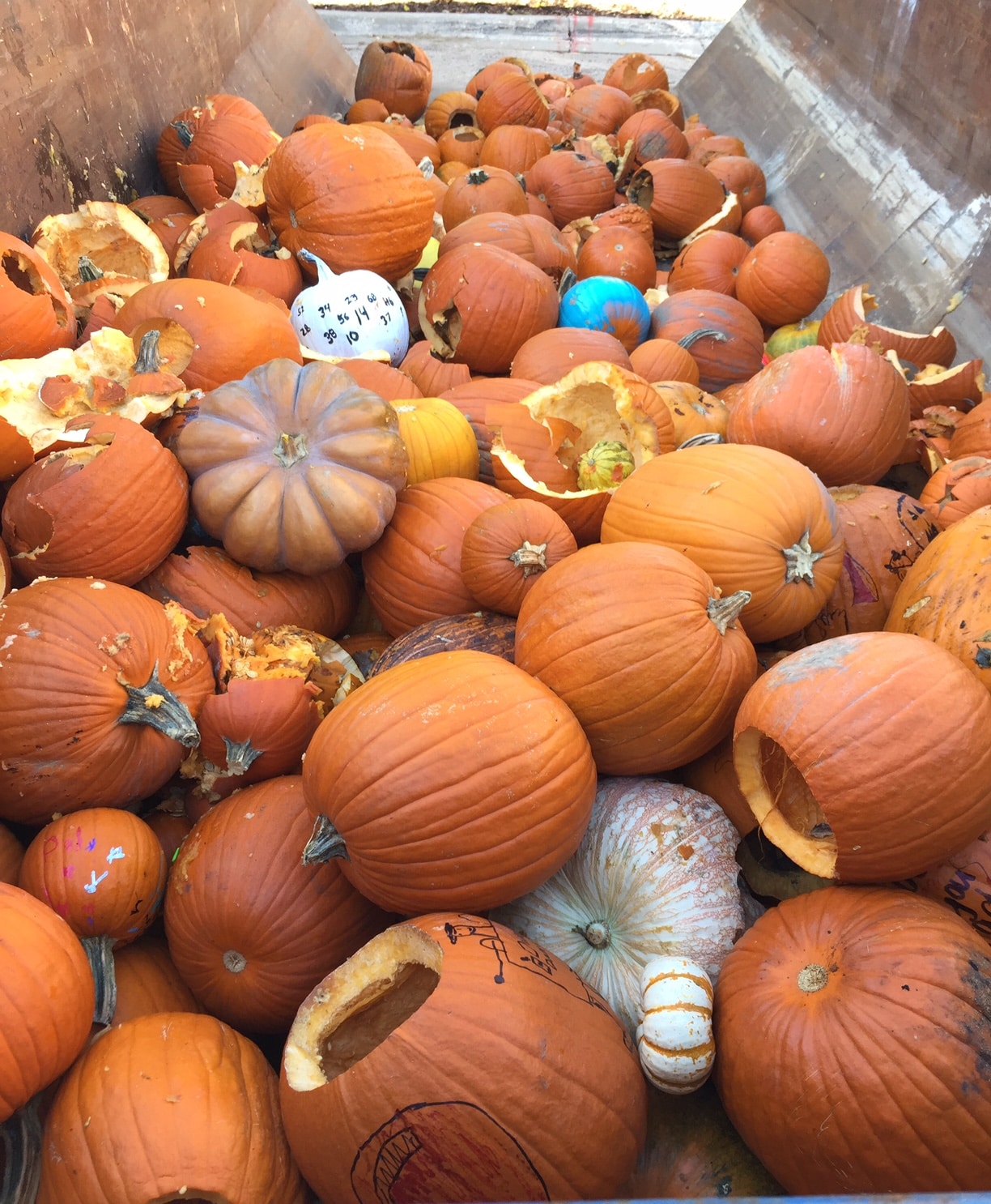 The Results are In! The 2016 Pumpkin Collection was a
