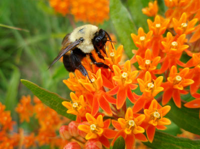 bee-native-pollinator-garden